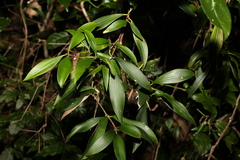Trochocarpa laurina