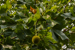 Platanus × hispanica