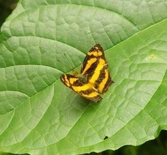 Symbrenthia lilaea