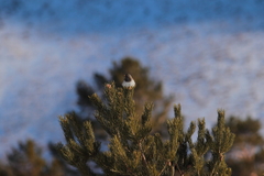 Turdus atrogularis