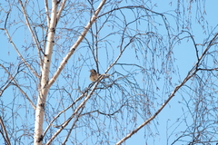 Turdus atrogularis