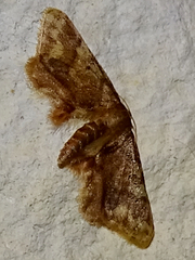Idaea furciferata