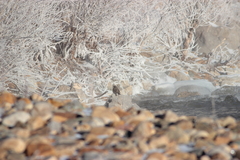 Turdus atrogularis