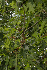 Quercus rubra
