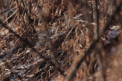 Turdus atrogularis