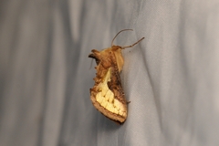 Thysanoplusia orichalcea