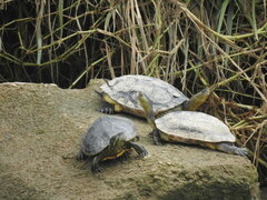 Mauremys sinensis