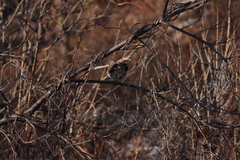 Turdus atrogularis