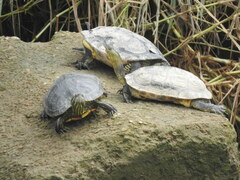 Mauremys sinensis