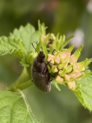 Bothrotes canaliculatus