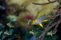 Amblyglyphidodon aureus