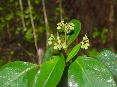 Euphorbia xalapensis