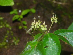 Euphorbia xalapensis