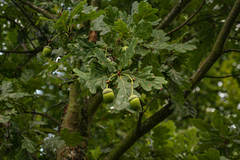 Quercus robur
