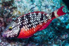 Sparisoma viride