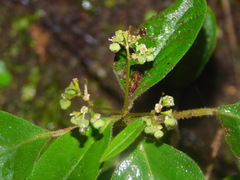 Euphorbia xalapensis