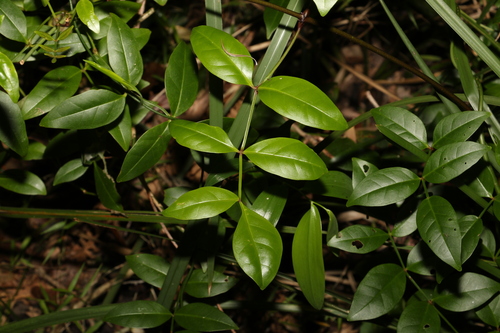 Pandorea jasminoides