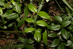 Pandorea jasminoides