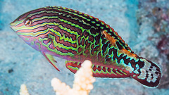 Red Sea Vermiculate Wrasse photo 1