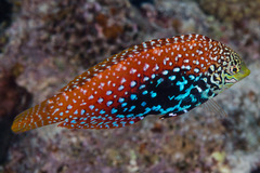 Red Sea Vermiculate Wrasse photo 2