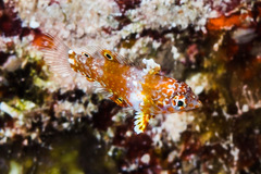 Red Sea Vermiculate Wrasse photo 3