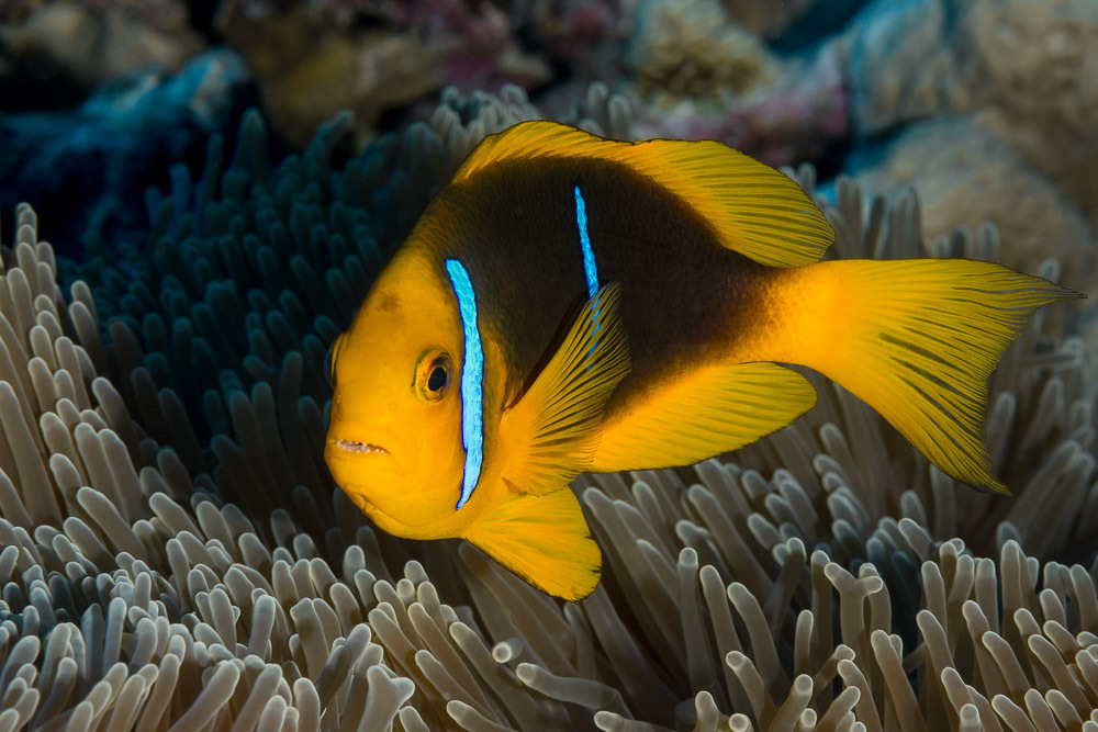 Pacific Orangefin Anemonefishes