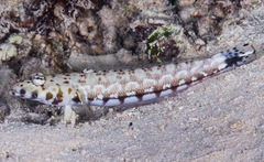 Parapercis millepunctata