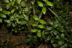 Pandorea jasminoides