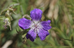 Geranium pratense