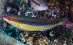 Halichoeres maculipinna