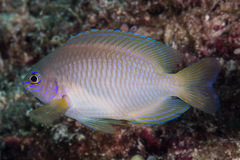 Pomacentrus amboinensis