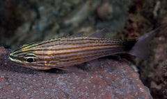 Cheilodipterus artus