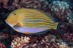 Acanthurus lineatus