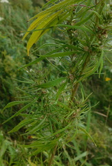 Cannabis sativa spontanea