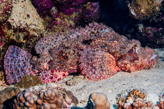 Scorpaenopsis oxycephalus
