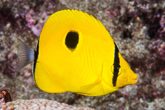 Chaetodon interruptus