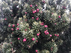 Leptecophylla robusta