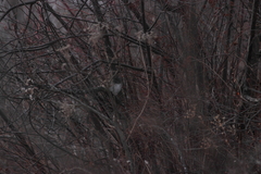 Turdus atrogularis
