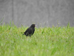 Acridotheres cristatellus