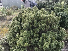 Leptecophylla robusta