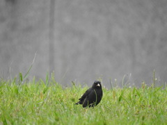 Acridotheres cristatellus