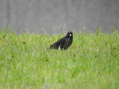 Acridotheres cristatellus