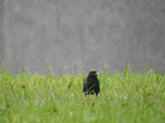 Acridotheres cristatellus