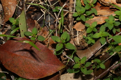 Pomax umbellata