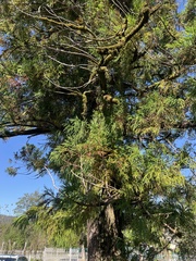 Picea orientalis