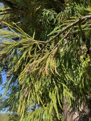 Picea orientalis