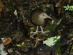 Gallirallus sylvestris