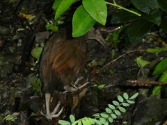 Gallirallus sylvestris