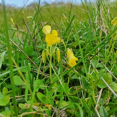 Oxalis compressa