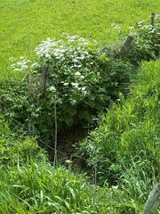 Chaerophyllum aureum